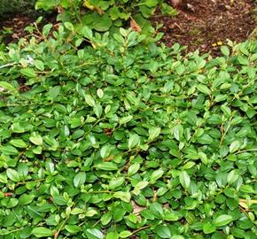 Skalník Dammerův 'Major' - Cotoneaster dammeri 'Major'