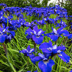 Kosatec sibiřský 'Blue Bird' - Iris sibirica 'Blue Bird'