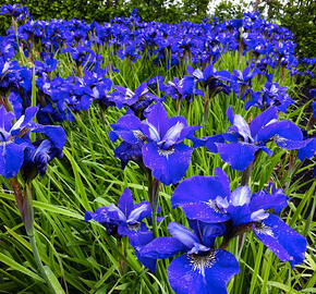 Kosatec sibiřský 'Blue Bird' - Iris sibirica 'Blue Bird'