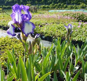 Kosatec německý 'Arctic Fancy' - Iris barbata-media 'Arctic Fancy'