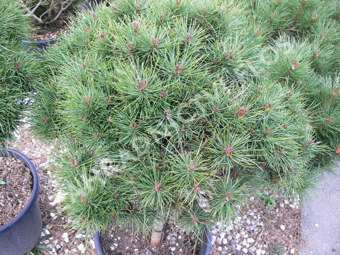 Borovice černá 'Bambino' - Pinus nigra 'Bambino'