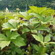 Rodgersie jírovcová - Rodgersia aesculifolia