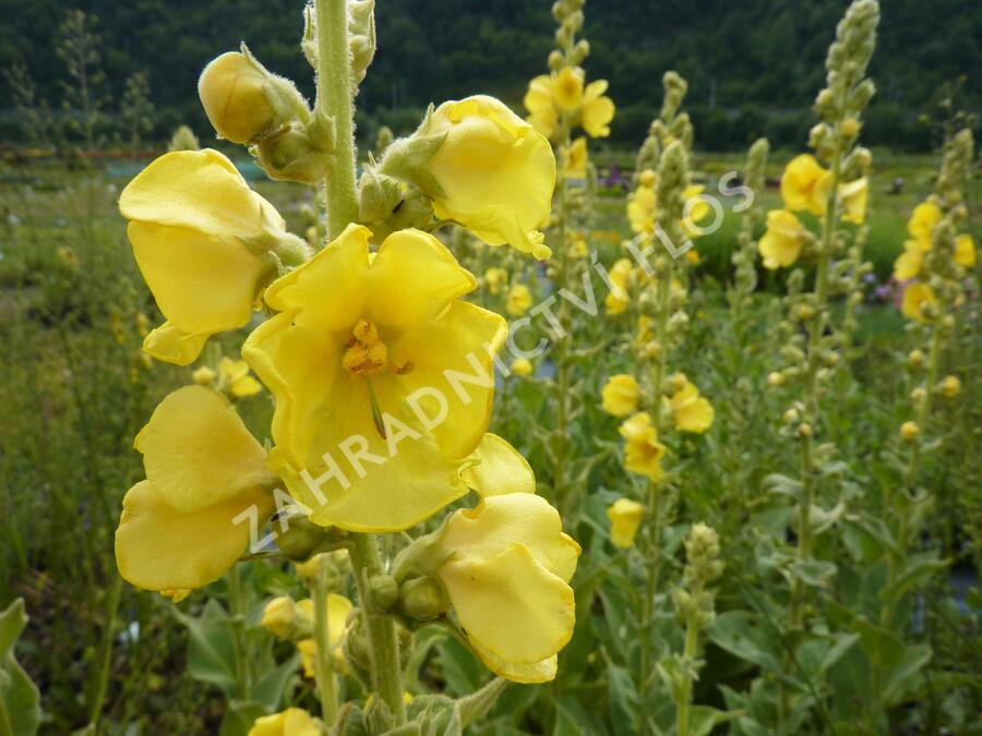 Divizna 'Wega' - Verbascum hybridum 'Wega'