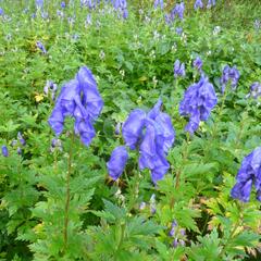 Oměj Carmichaelův - Aconitum carmichaelii syn.fischeri