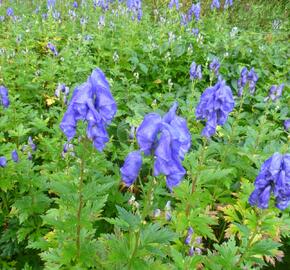 Oměj Carmichaelův - Aconitum carmichaelii syn.fischeri