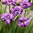 Kosatec 'Imperial Opal' - Iris sibirica 'Imperial Opal'