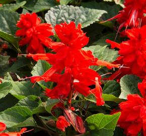 Šalvěj zářivá 'Flamex' - Salvia splendens 'Flamex'