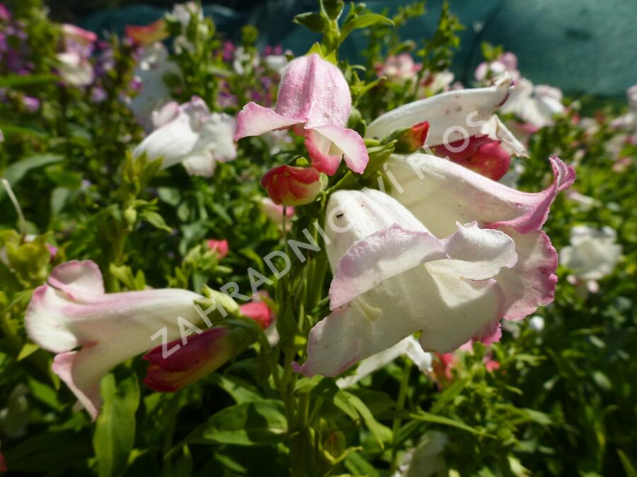 Dračík 'Phoenix Appleblossom' - Penstemon hartwegii 'Phoenix Appleblossom'