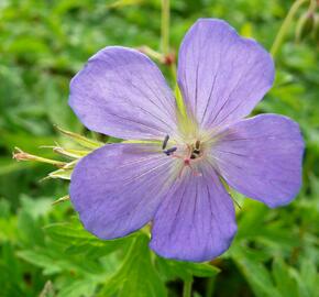 Kakost himalájský - Geranium himalayense