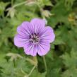 Kakost 'Havana Blues' - Geranium 'Havana Blues'