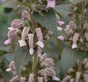 Sápa samoská - Phlomis samia