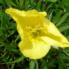 Pupalka missurská - Oenothera missouriensis