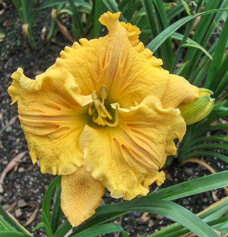 Denivka 'Bas Relief' - Hemerocallis 'Bas Relief'