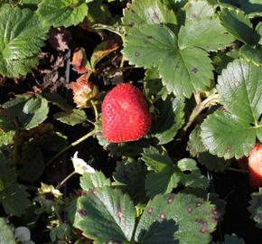 Jahodník stáleplodící 'Fragoo White' F1 - Fragaria ananassa 'Fragoo White' F1