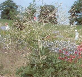 Katrán srdčitý - Crambe cordifolia