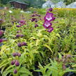 Dračík 'Phoenix Violet' - Penstemon hartwegii 'Phoenix Violet'