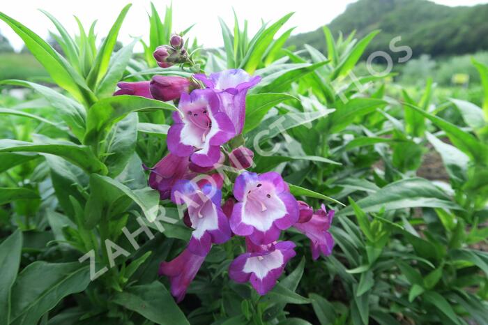 Dračík 'Phoenix Violet' - Penstemon hartwegii 'Phoenix Violet'