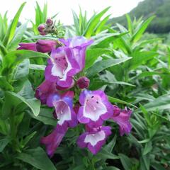 Dračík 'Phoenix Violet' - Penstemon hartwegii 'Phoenix Violet'