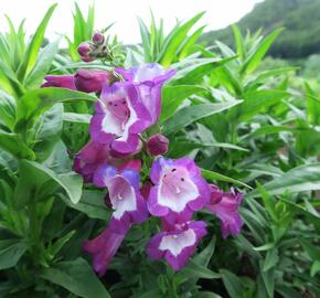 Dračík 'Phoenix Violet' - Penstemon hartwegii 'Phoenix Violet'