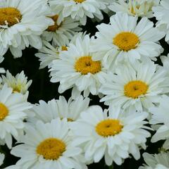 Kopretina 'Paladin' - Leucanthemum 'Paladin'