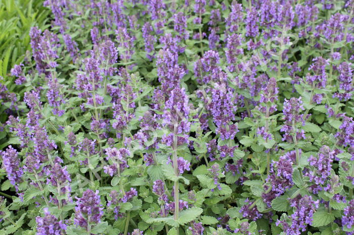 Šanta 'Purple Haze' - Nepeta 'Purple Haze'