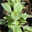 Bazalka pravá 'Variegata' - Ocimum basilicum 'Variegata'