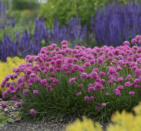 Trávnička trsnatá 'New Zealand Form' - Armeria juniperifolia 'New Zealand Form'