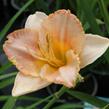 Denivka 'Spacecoast Early Bird' - Hemerocallis 'Spacecoast Early Bird'