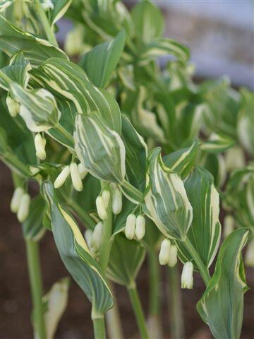 Kokořík mnohokvětý 'Variegatum' - Polygonatum multiflorum 'Variegatum'