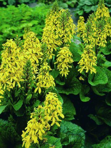 Popelivka 'Little Lantern' - Ligularia 'Little Lantern'