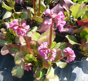 Bergénie srdčitá - Bergenia cordifolia