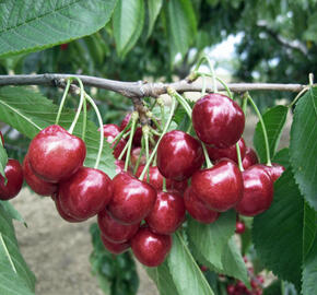 Třešeň pozdní - chrupka 'Lapins' - Prunus avium 'Lapins'