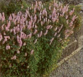 Rdesno - Persicaria vacciniifolia