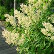 Rdesno - Persicaria polymorpha