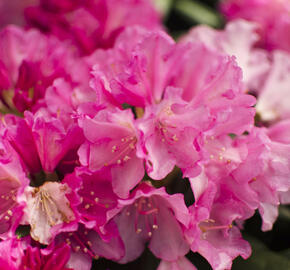Pěnišník 'Kalinka' - Rhododendron (Y) 'Kalinka'
