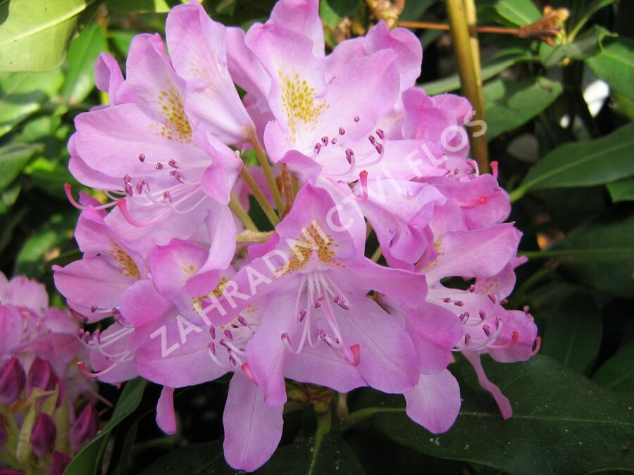 Pěnišník černomořský 'Roseum' - Rhododendron ponticum 'Roseum'