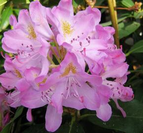 Pěnišník černomořský 'Roseum' - Rhododendron ponticum 'Roseum'