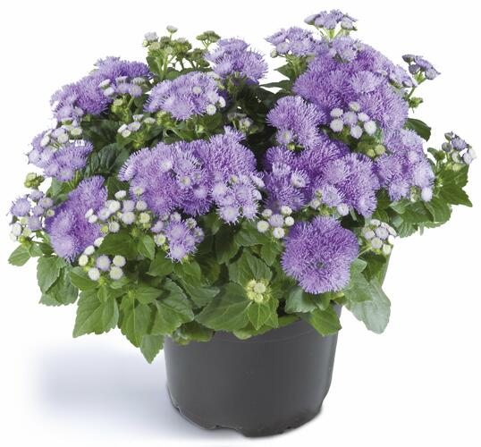 Nestařec americký 'Ariella Blue' - Ageratum houstonianum 'Ariella Blue'