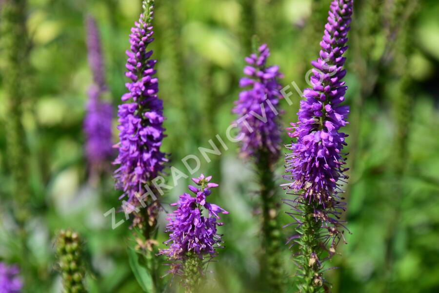 Rozrazil klasnatý 'Atomic Pink-White Ray' - Veronica spicata 'Atomic Pink-White Ray'