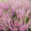 Vřes obecný 'Heidesinfonie' - Calluna vulgaris 'Heidesinfonie'