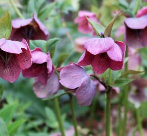 Čemeřice východní - Helleborus orientalis