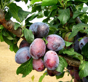 Pološvestka - raná 'Carpatin' - Prunus domestica 'Carpatin'