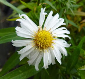 Hvězdnice keříčkovitá 'Kristina' - Aster dumosus 'Kristina'