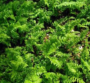 Kapradina štětinonosná - Polystichum setiferum