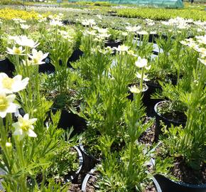 Sasanka rozeklaná 'Annabella White' - Anemone multifida 'Annabella White'