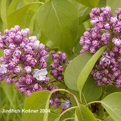 Šeřík obecný 'Victor Lemoine' - Syringa vulgaris 'Victor Lemoine'