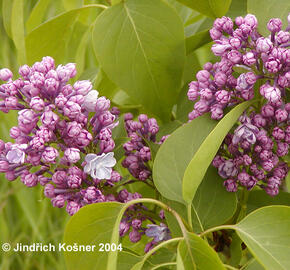 Šeřík obecný 'Victor Lemoine' - Syringa vulgaris 'Victor Lemoine'