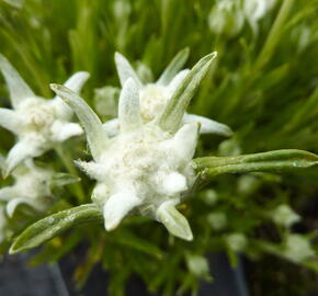 Protěž alpská 'Matterhorn' - Leontopodium alpinum 'Matterhorn'