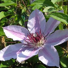 Plamének 'Nelly Moser' - Clematis 'Nelly Moser'