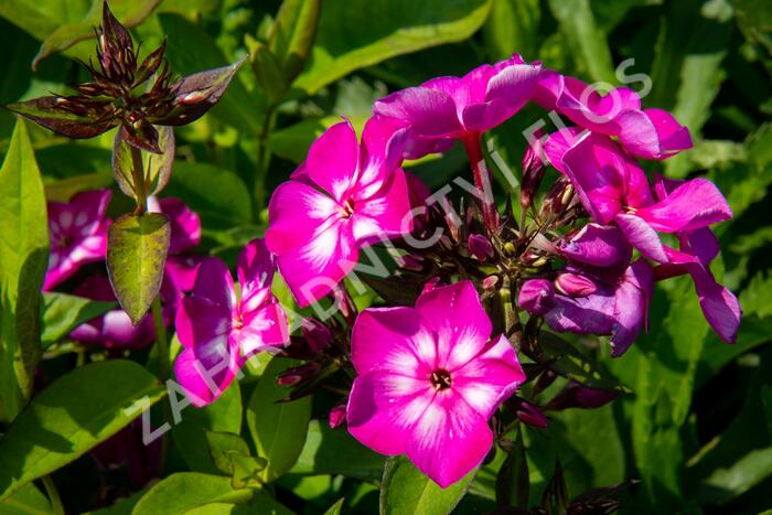 Plamenka latnatá 'Sweet Summer Violet White' - Phlox paniculata 'Sweet Summer Violet White'